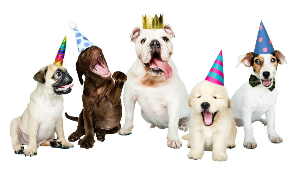 group of puppies celebrating a new year | Prime Secure