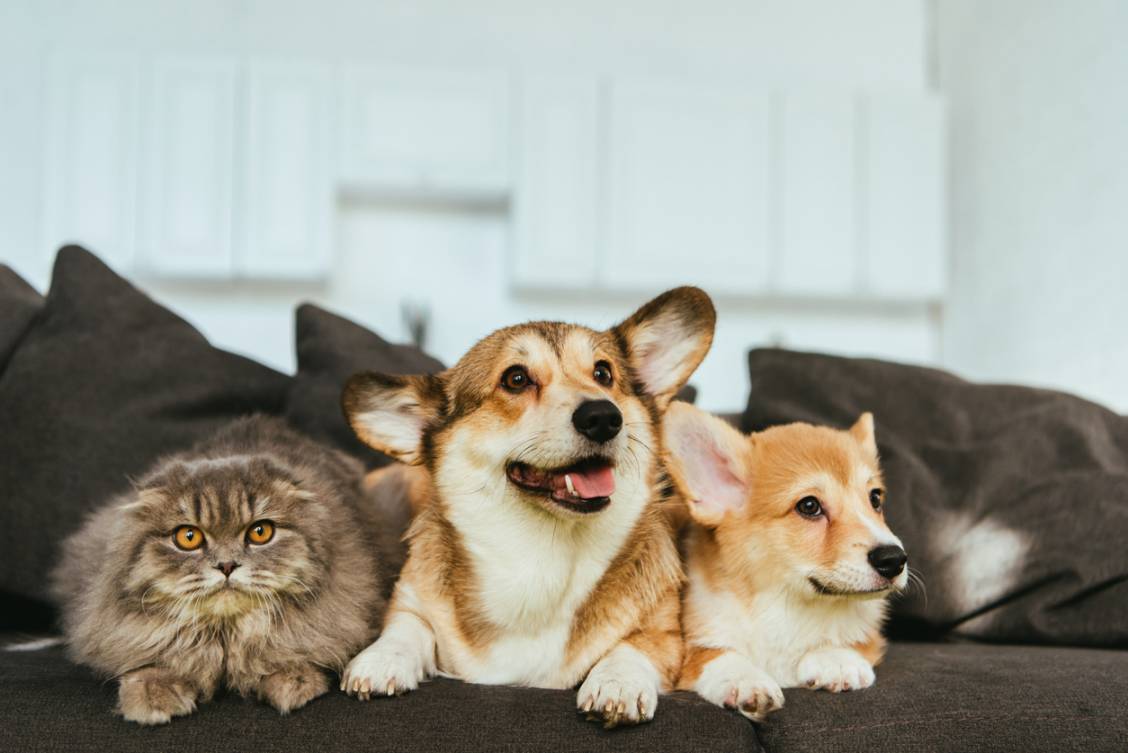 4 dicas de decoracao para apartamentos com pets | Prime Secure