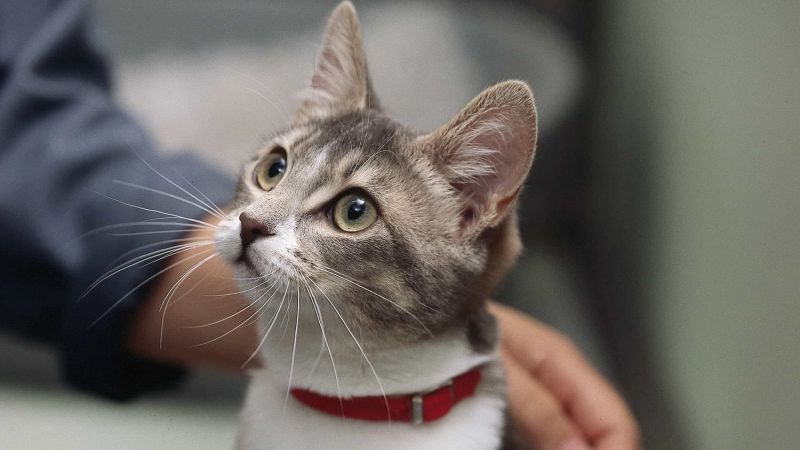 cat looking up at animal technician cropped | Prime Secure